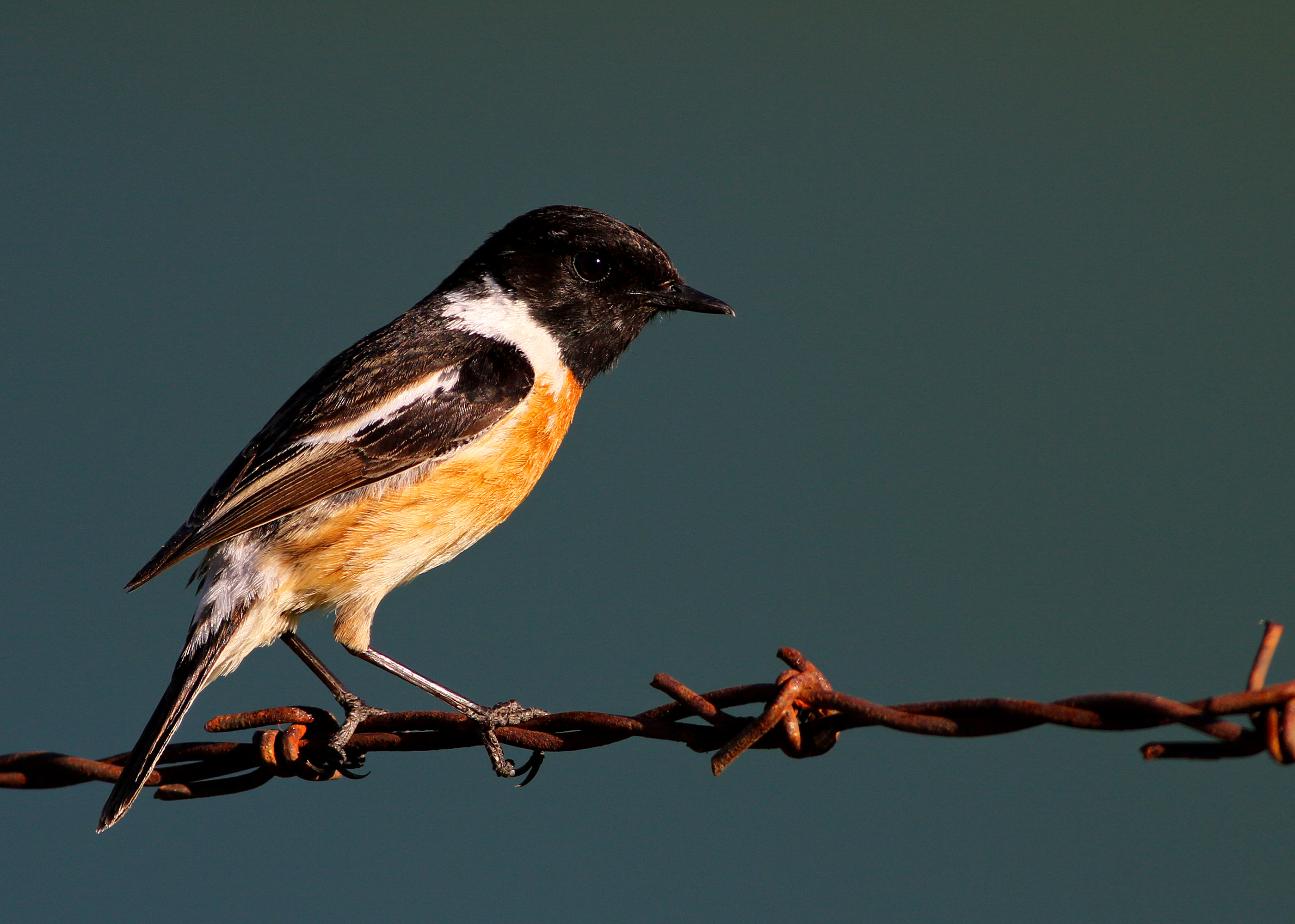 European Stonechat